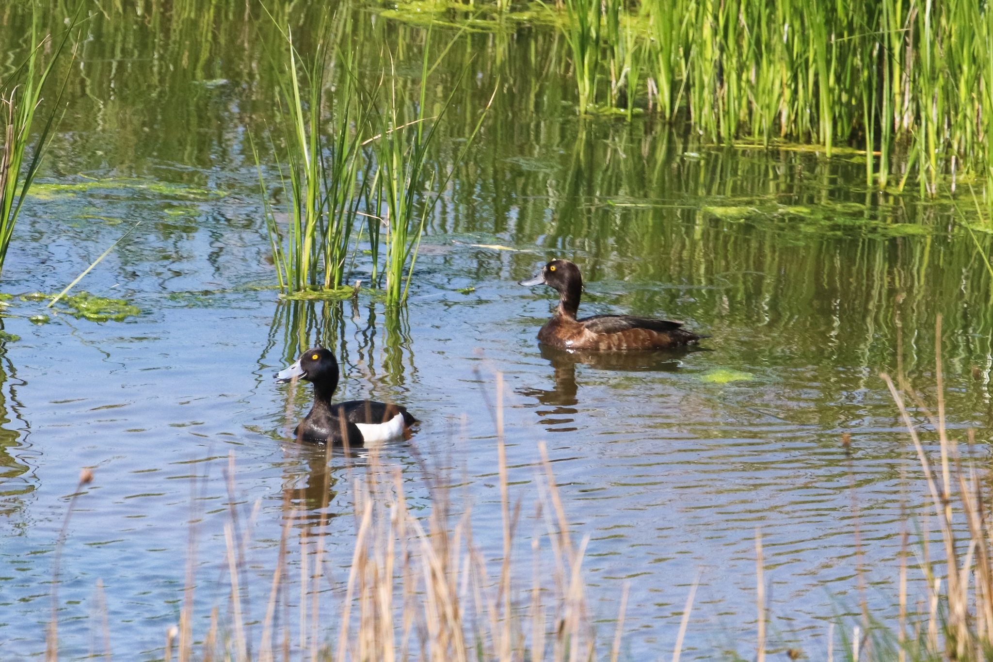 montrose-basin-scottish-wildlife-trust