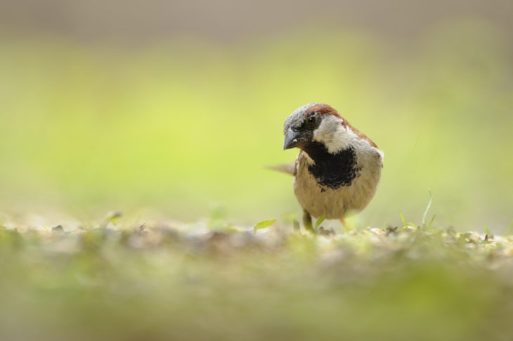 House sparrow