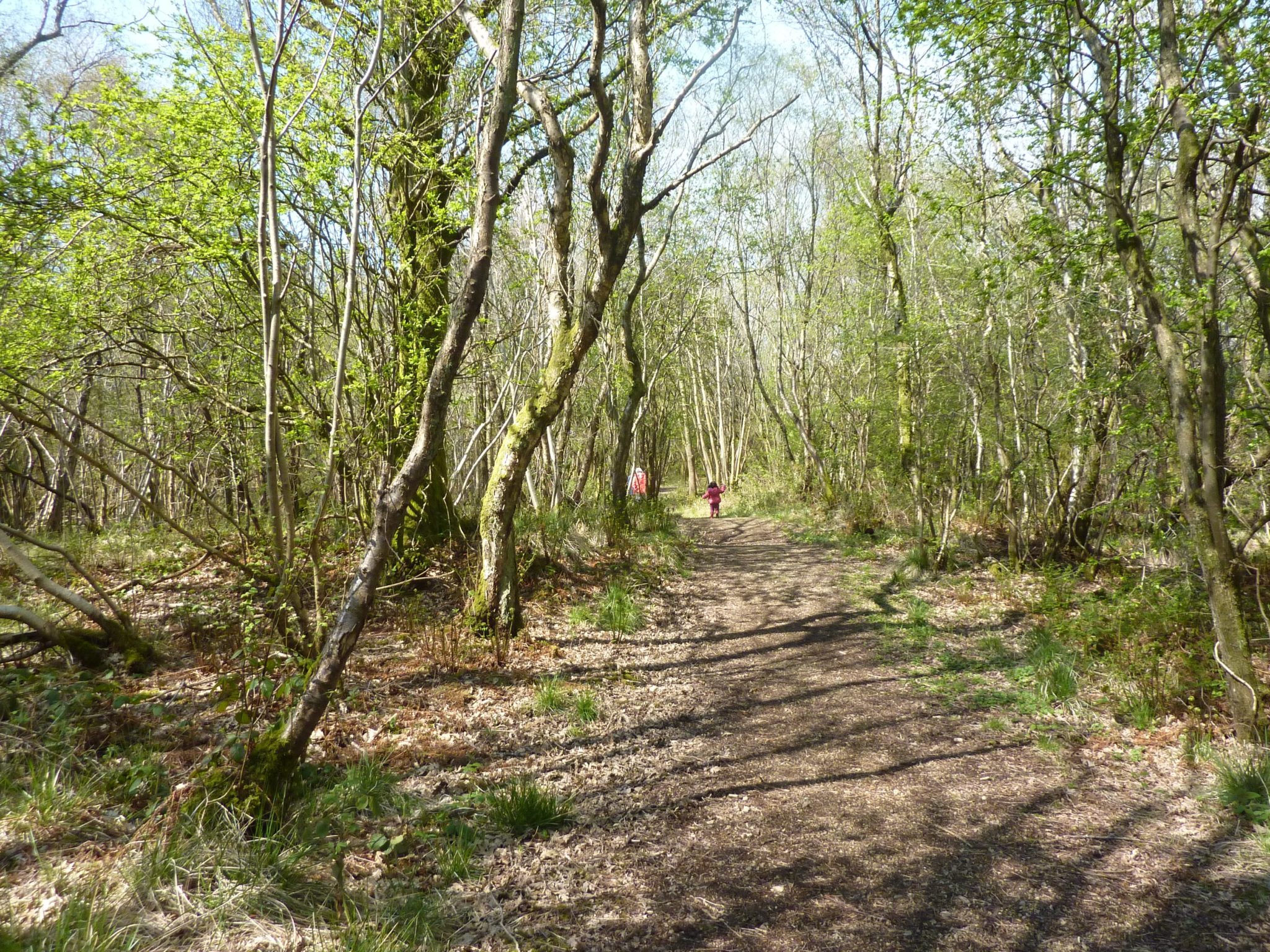 Corsehillmuir Wood | Scottish Wildlife Trust