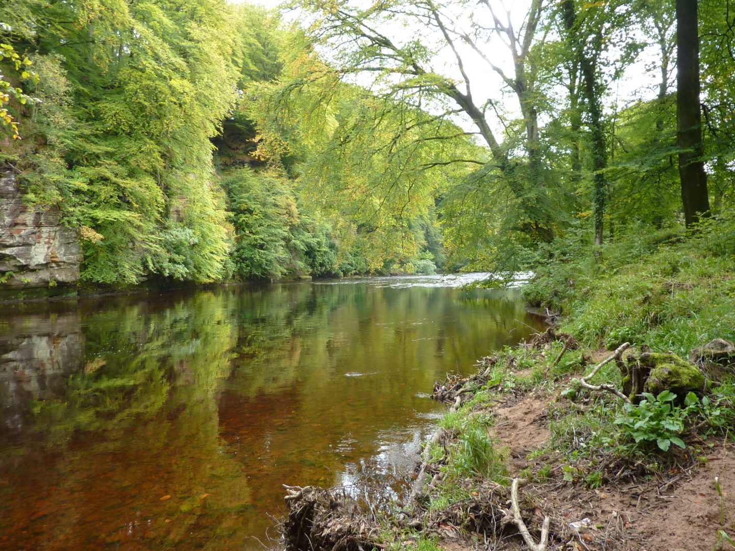 Ayr Gorge Woodlands | Scottish Wildlife Trust