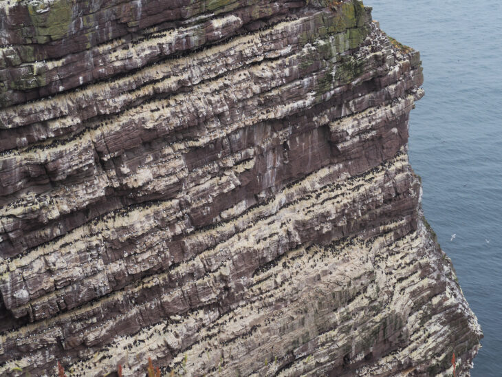 Handa's cliffs © Pete Haskell