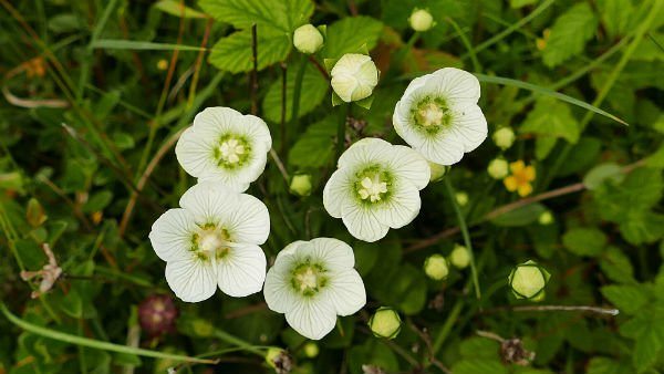 Grass of Parnassus ©Mark Foxwell