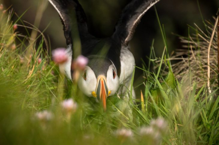 Puffin on Handa Island