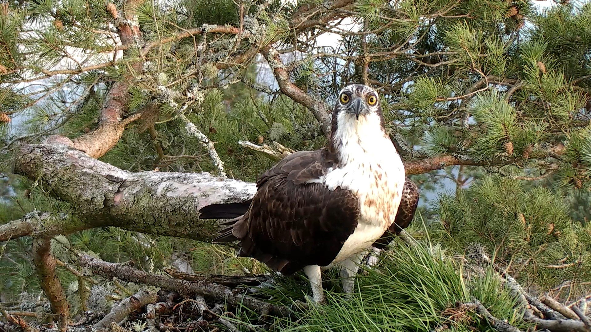 cotswold osprey