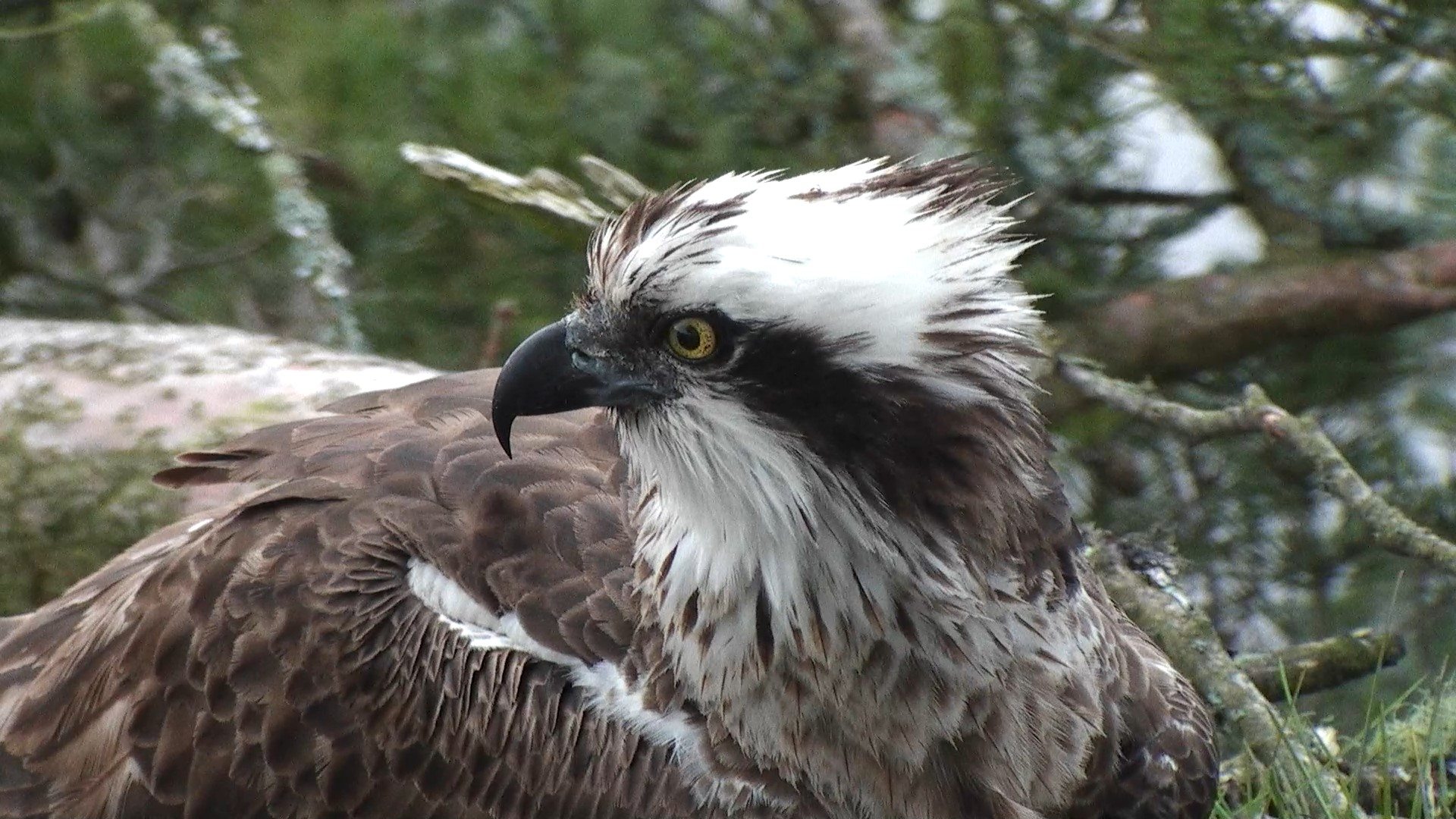 why are ospreys endangered