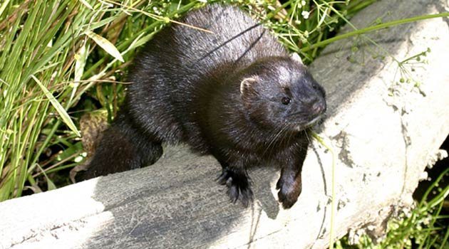 American Mink ©Darin Smith