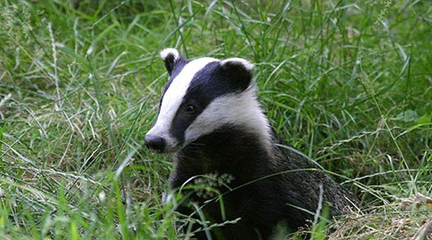 Scottish Badger Week – Scottish Wildlife Trust