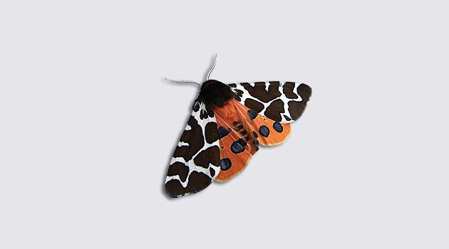 Garden Tiger Moth Species Profile Scottish Wildlife Trust