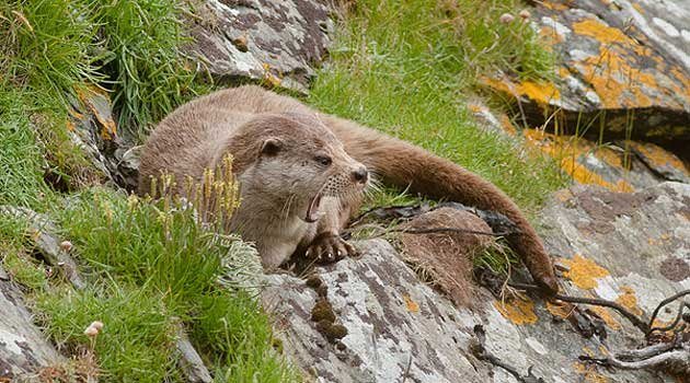 Otter | Scottish Wildlife Trust