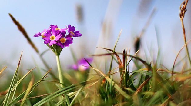 Scottish primrose