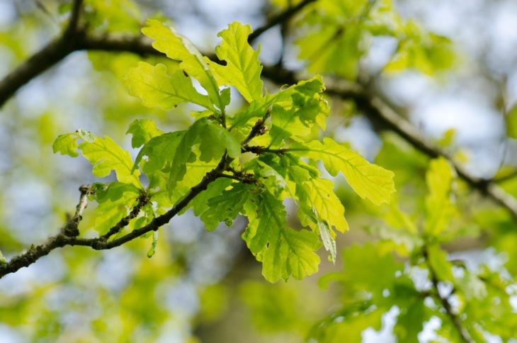 Oak Tree in Roslin Glen