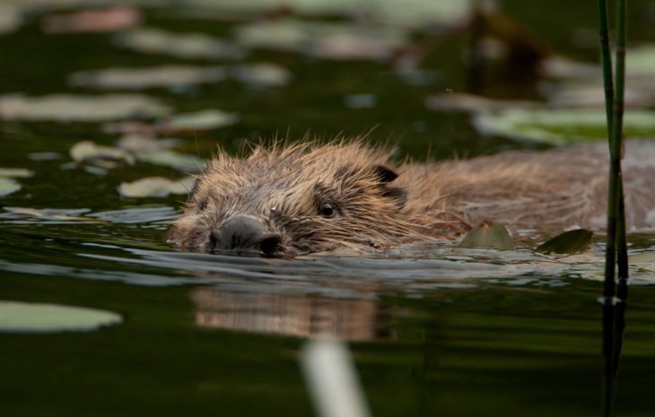 Beaver swimming