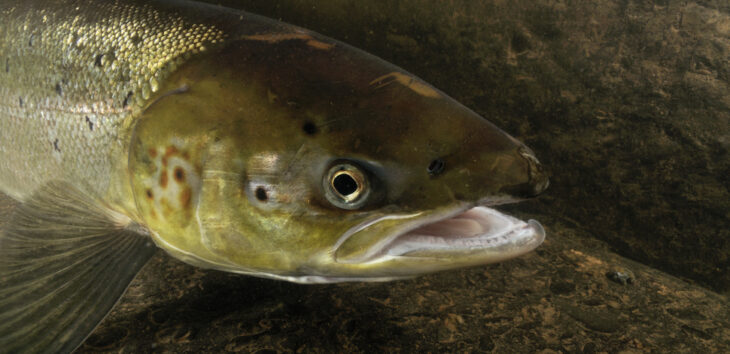 Atlantic Salmon © Linda Pitkin/2020VISION