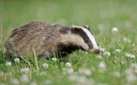 Badger