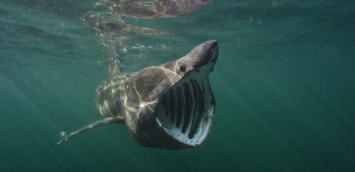 Basking shark © Alexander Mustard/2020VISION