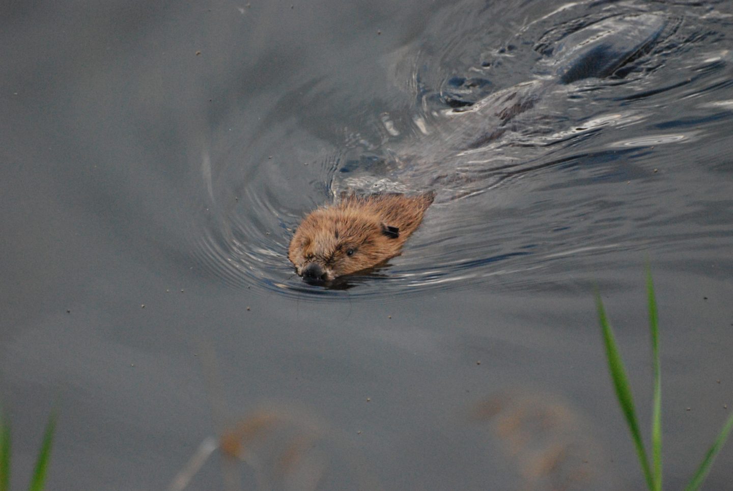 Shot beaver found dead on wildlife reserve | Scottish Wildlife Trust