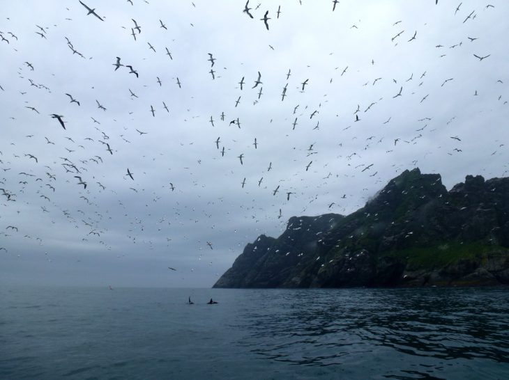 Orcas and gannets © Laura Preston