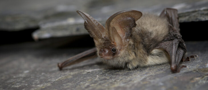 Brown long eared bat © Tom Marshall