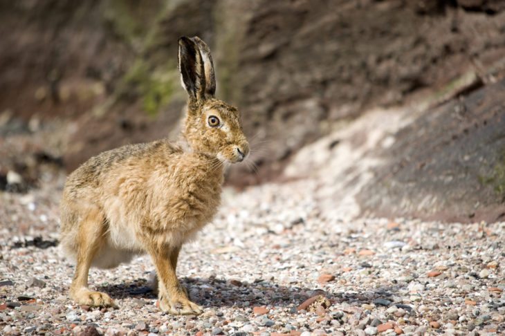 Brown hare