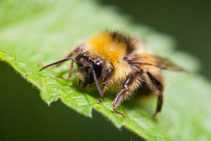 A bumblebee on a leaf.