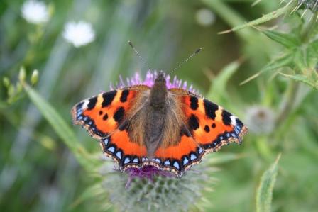 Beautiful butterflies | Scottish Wildlife Trust