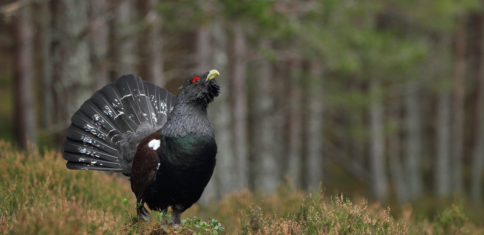 capercaillie tours scotland