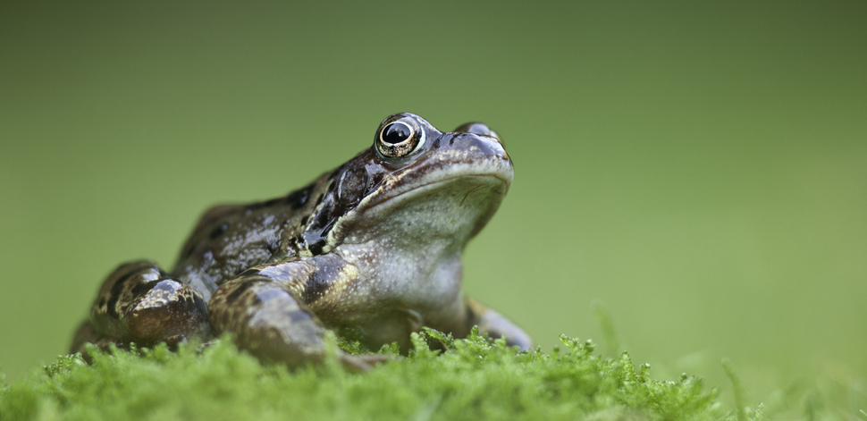 Common frog | Species profile | Scottish Wildlife Trust