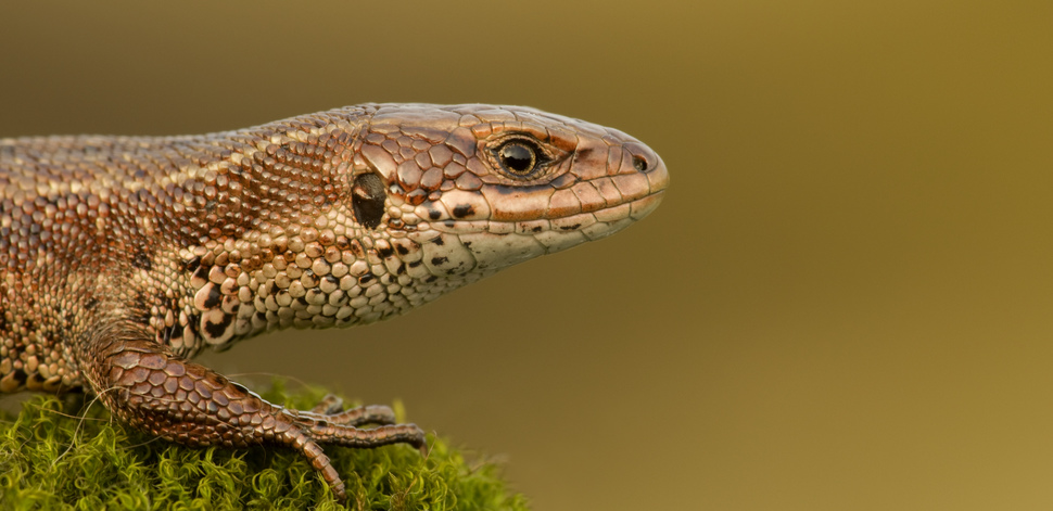 Common Lizard Species Profile Scottish Wildlife Trust