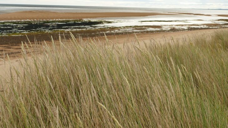 Sand dunes at Coul Links