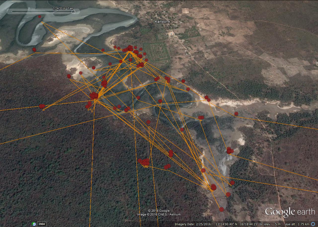 osprey tracking