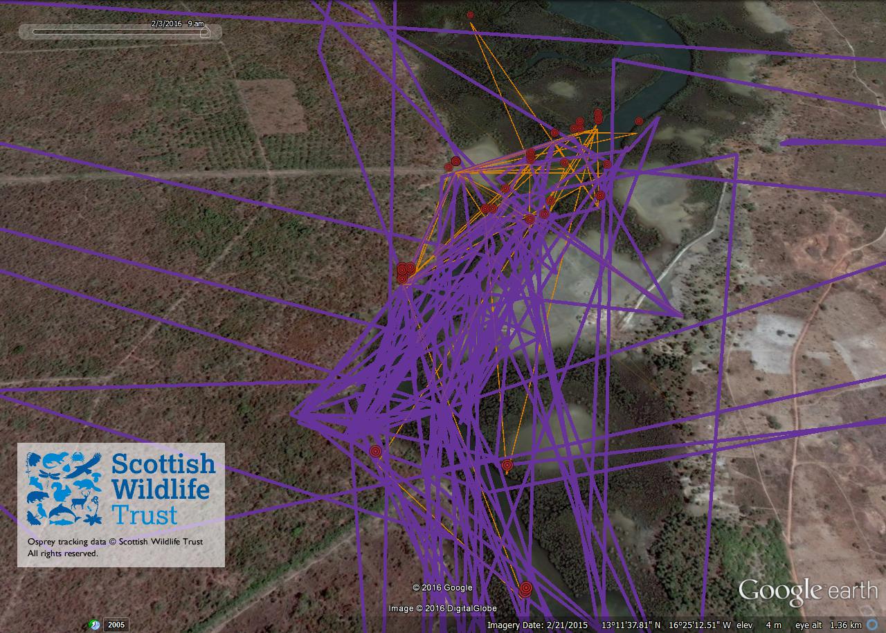 osprey migration tracking