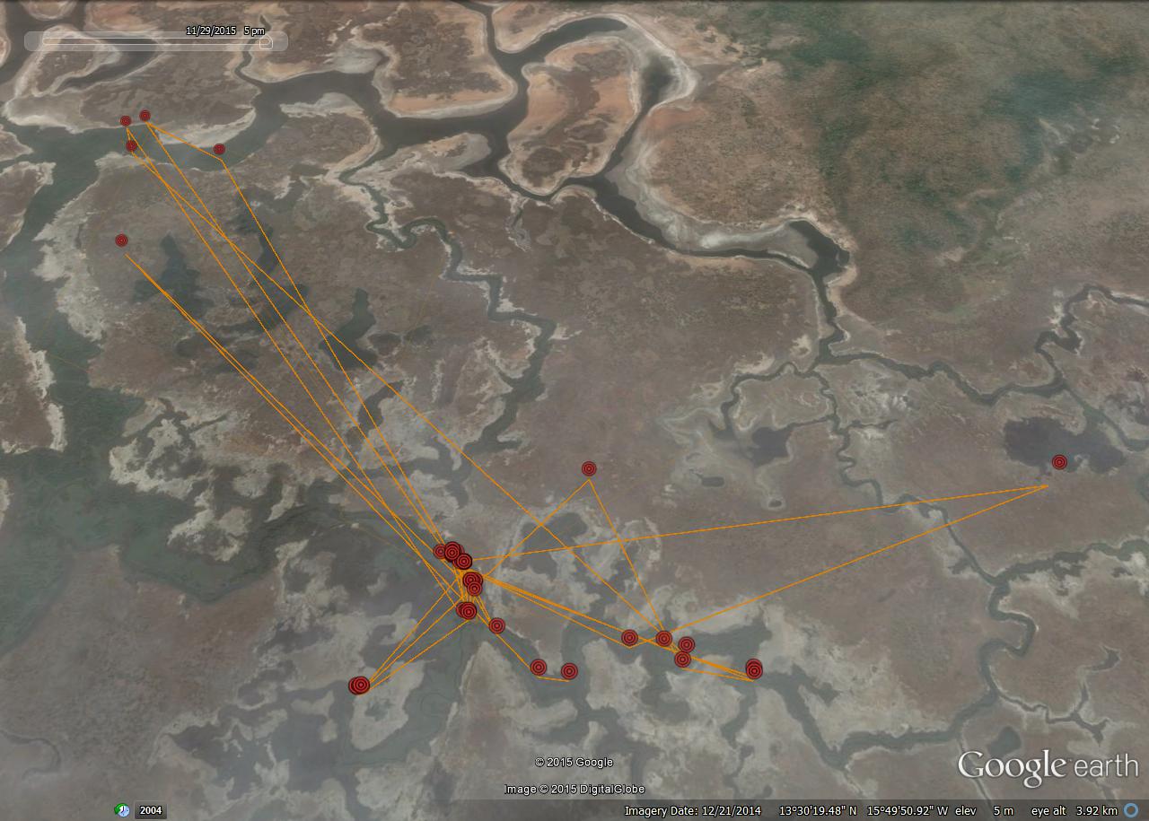 osprey tracking