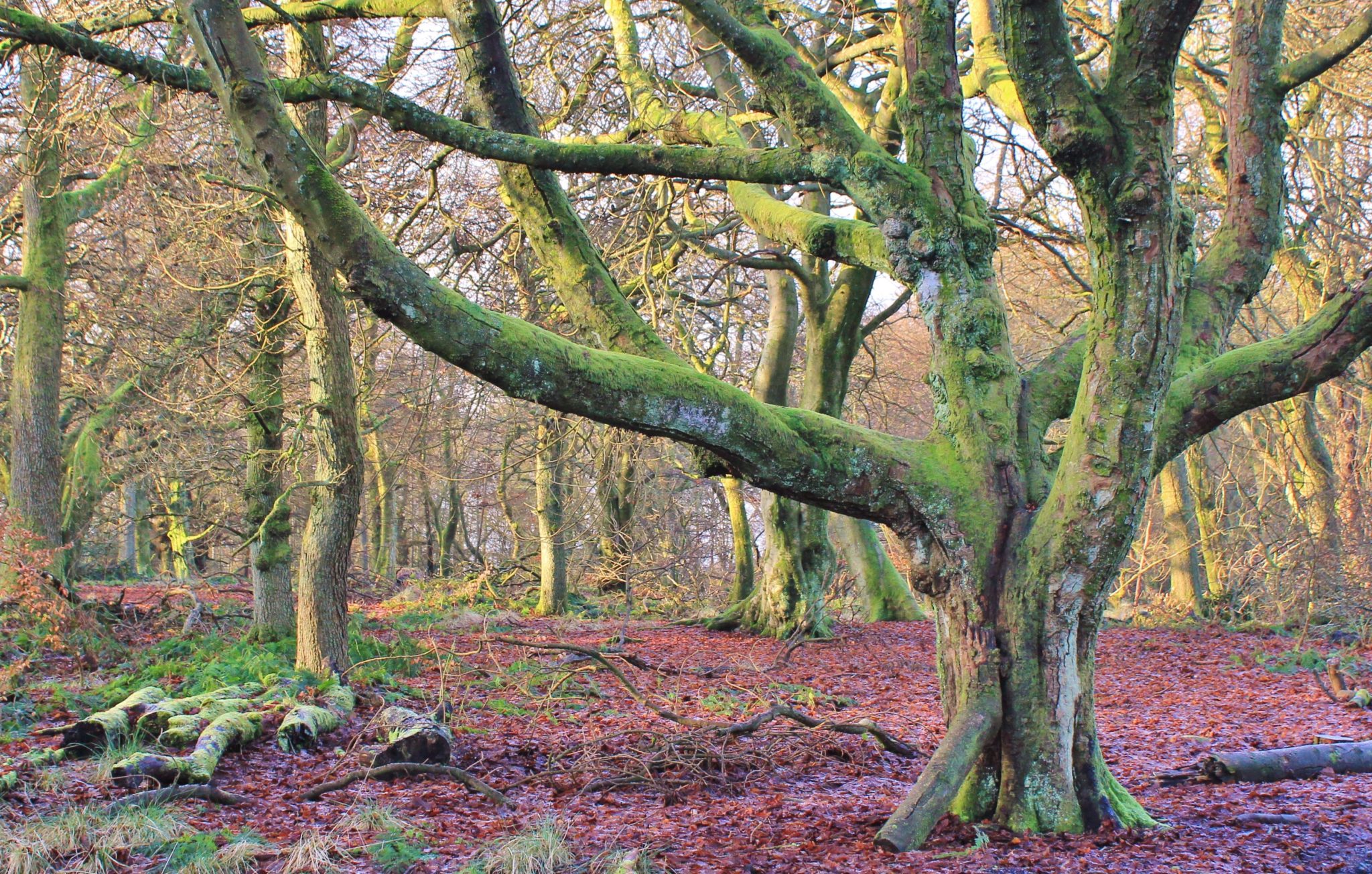 Wood forest в чем разница