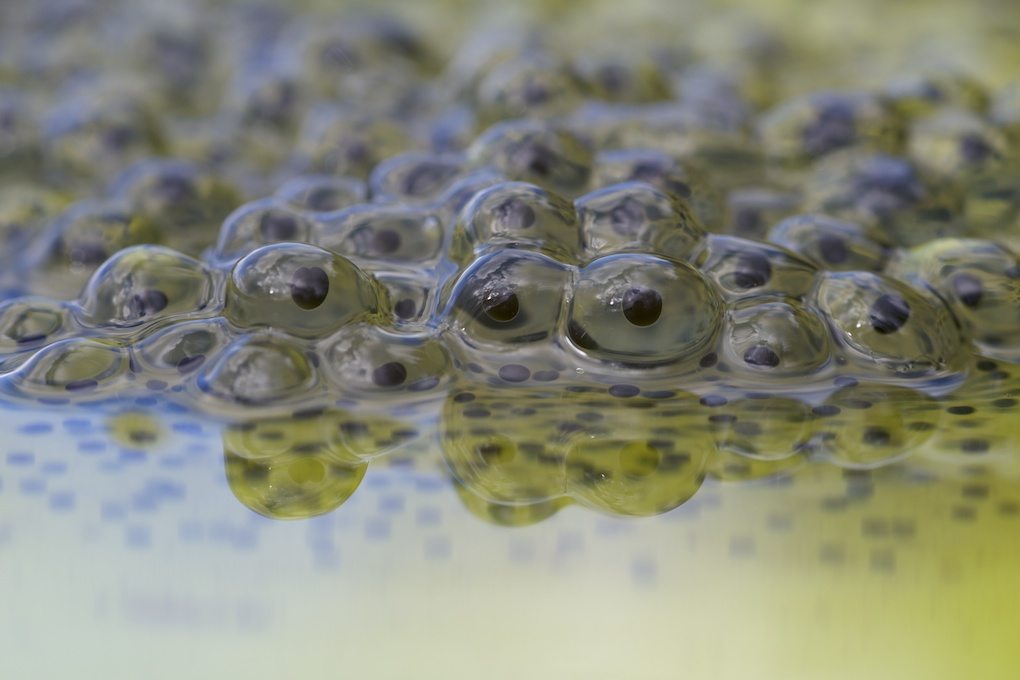 Do you know the difference between frog and toad spawn? | Scottish