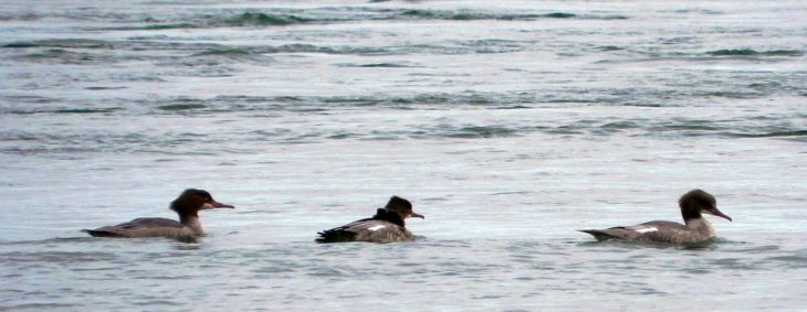 A line of Goosanders © Andy Wakelin