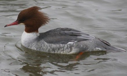 Female goosander © Gillian Day