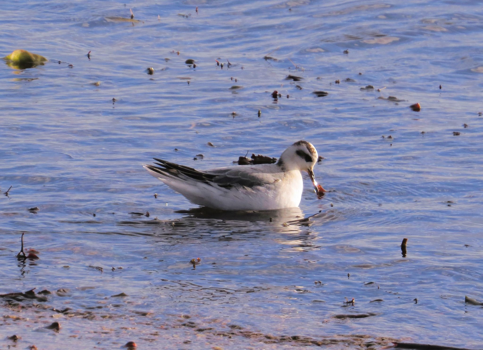 Grey Phalarope | Scottish Wildlife Trust