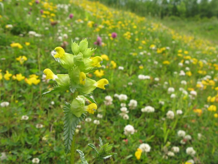 Wildflower meadow with yellow rattle