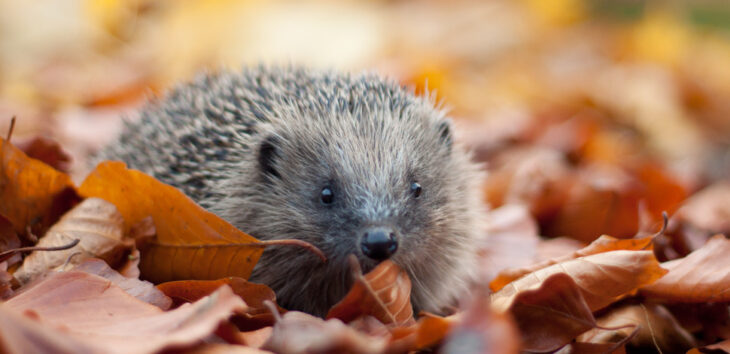 Hedgehog in autumn leaves © Tom Marshall