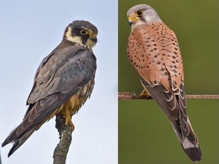 Identifying Birds of Prey 2