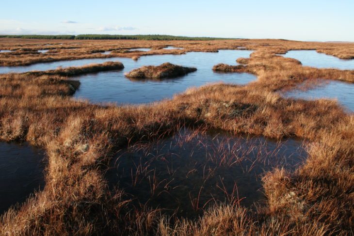 Blanket bog