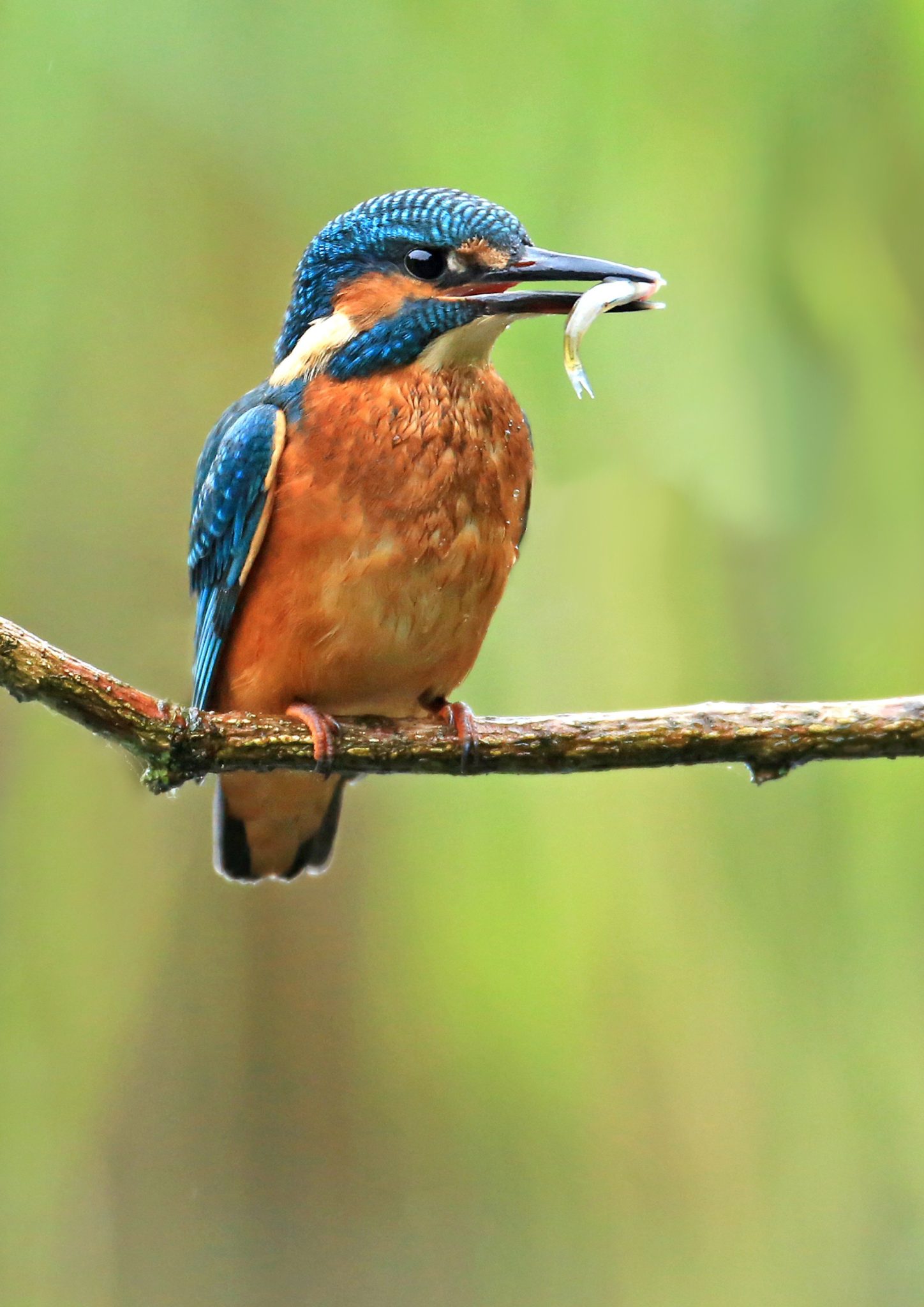 a-few-chance-encounters-with-a-kingfisher-scottish-wildlife-trust