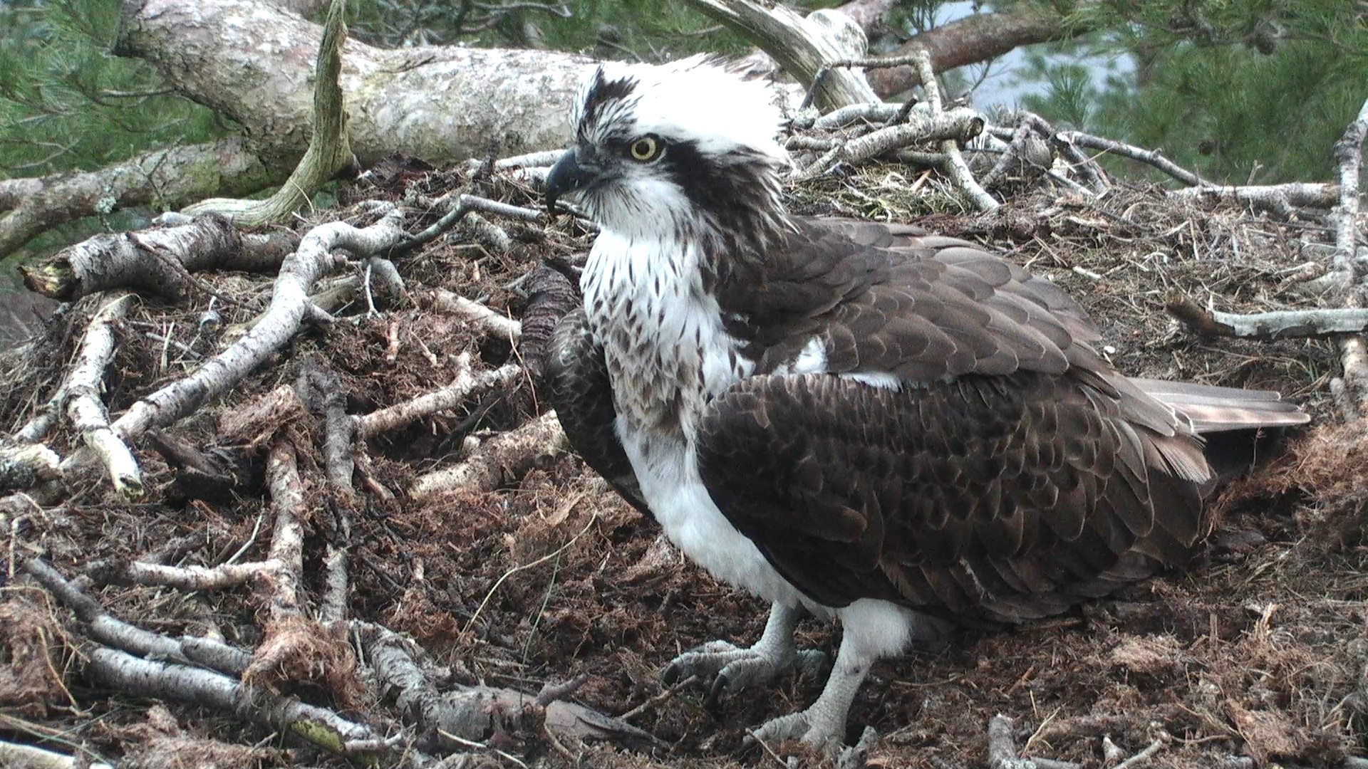 Our First Osprey Returns To Loch Of The Lowes Scottish Wildlife Trust