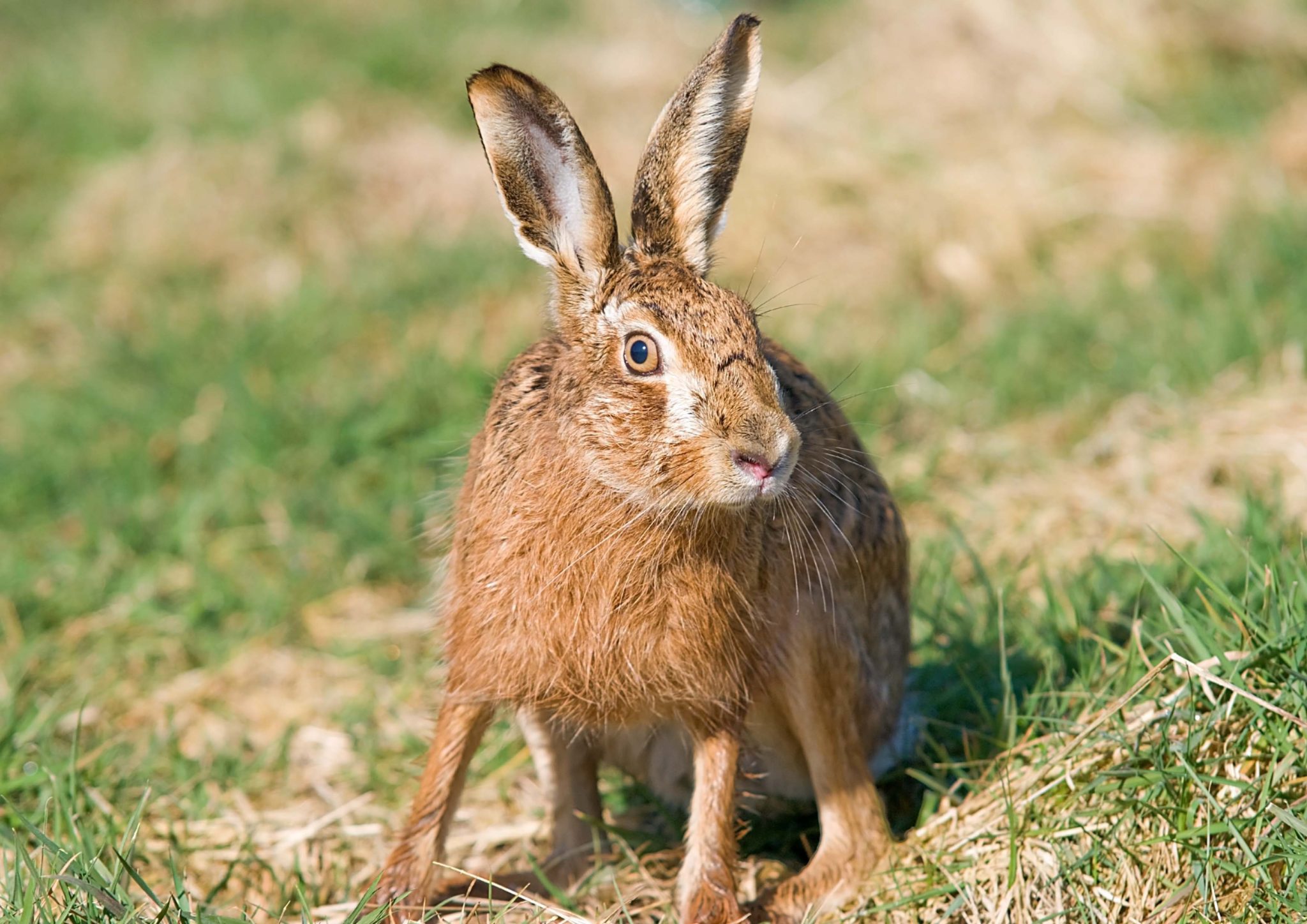 hare-sightings-scottish-wildlife-trust