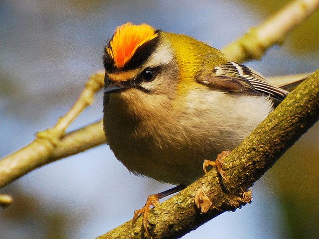 Goldcrest Or Firecrest Scottish Wildlife Trust