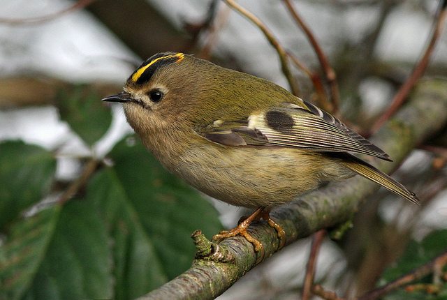 Male goldcrest (c) nutmeg66