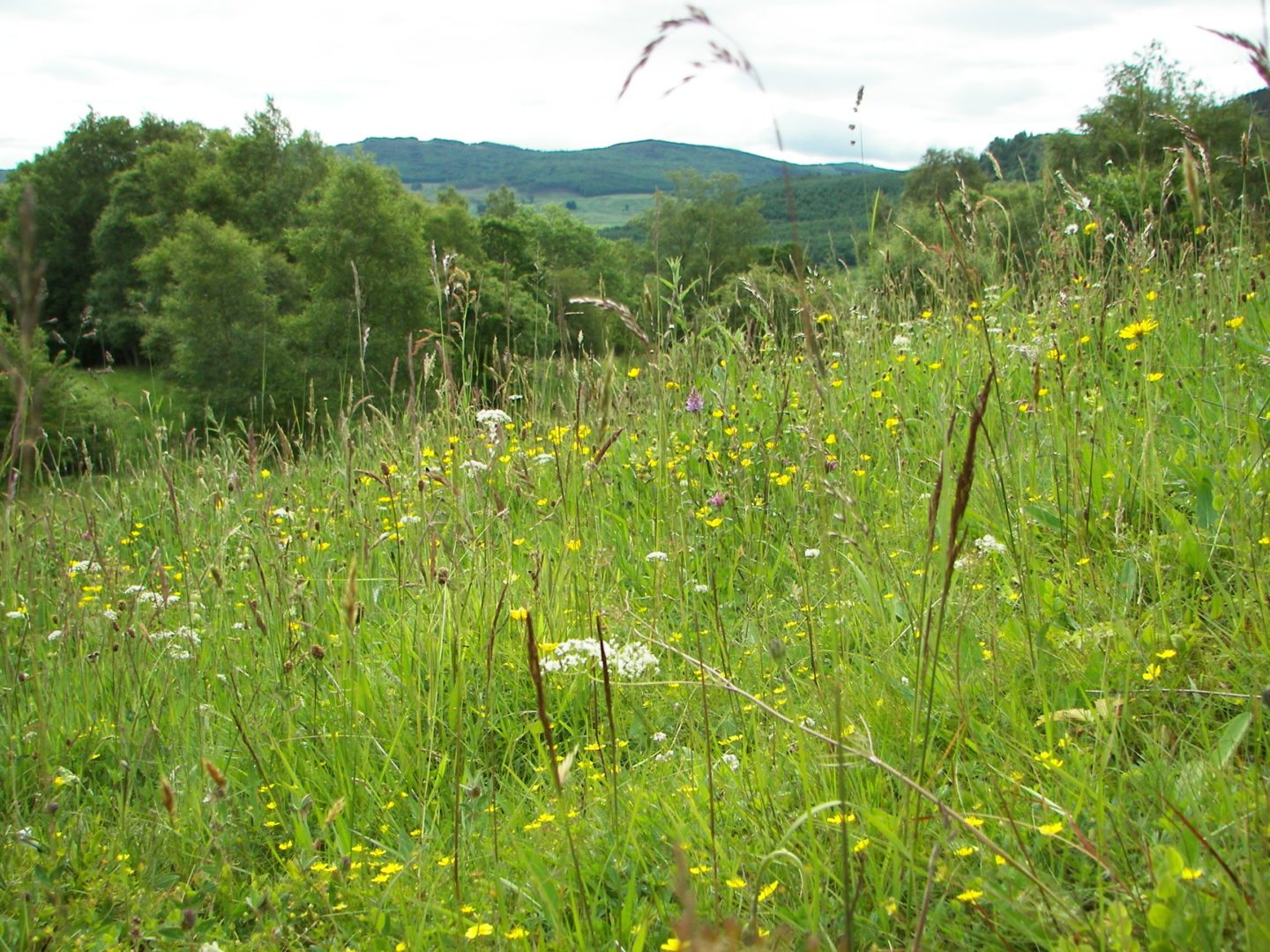 This year at Keltneyburn Meadow | Scottish Wildlife Trust