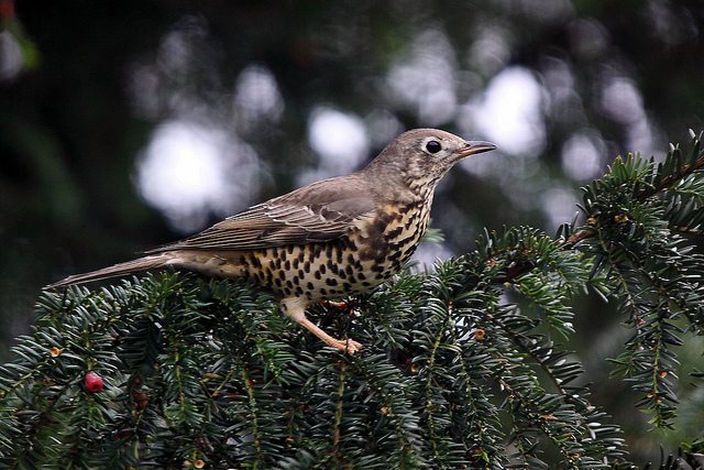 bird that sounds like hey sweetie