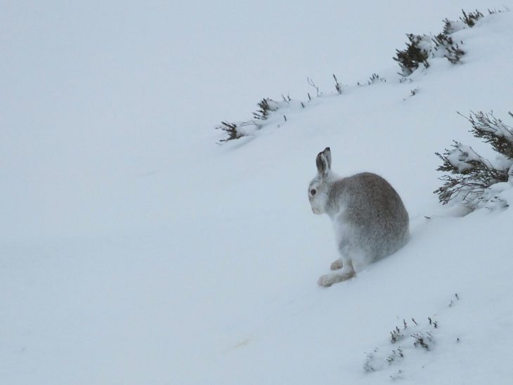 Mountain Hare © Stuart Anthony