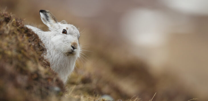 Mountain hare © Luke Massey/2020VISION